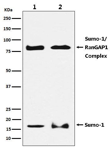 Rabbit monoclonal antibody