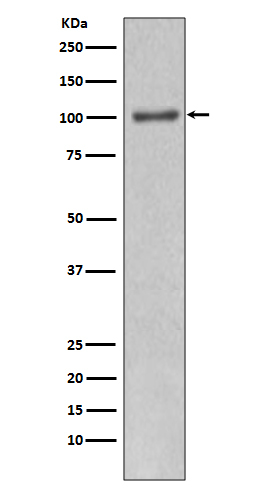 Rabbit monoclonal antibody