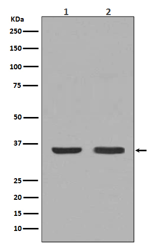Rabbit monoclonal antibody