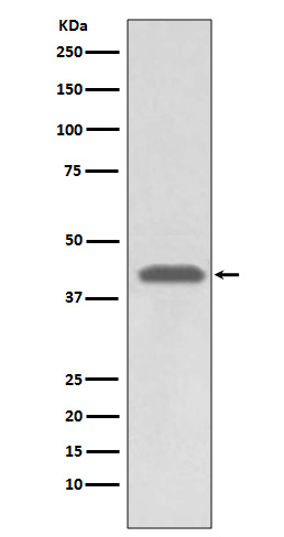 Rabbit monoclonal antibody