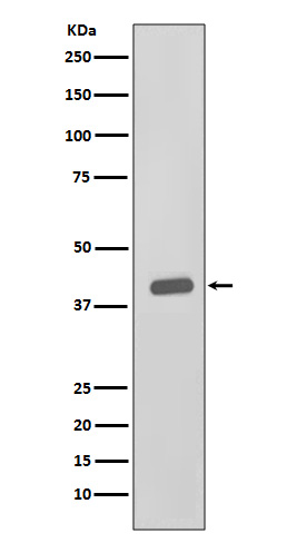 Rabbit monoclonal antibody