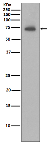 Rabbit monoclonal antibody