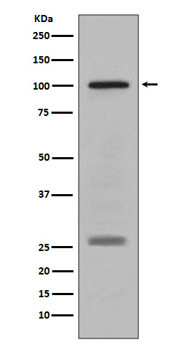 Rabbit monoclonal antibody