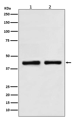 Rabbit monoclonal antibody