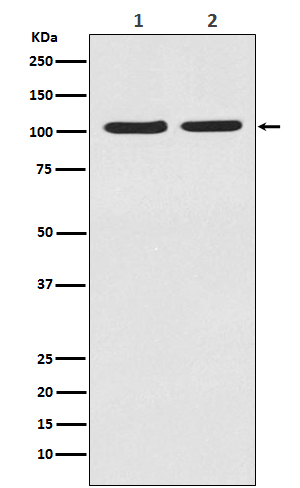 Rabbit monoclonal antibody