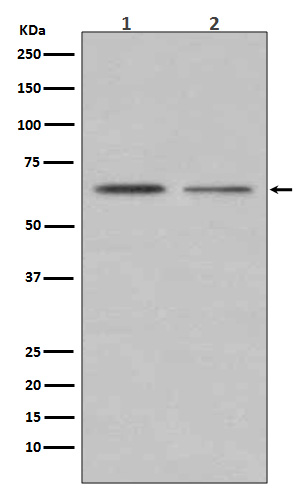 Rabbit monoclonal antibody