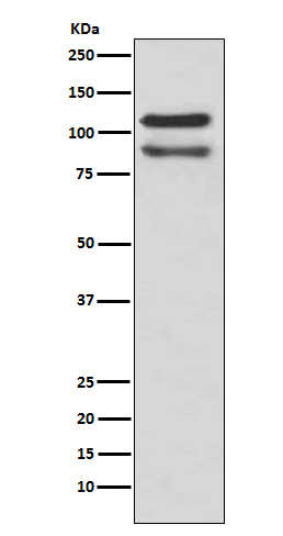 Rabbit monoclonal antibody