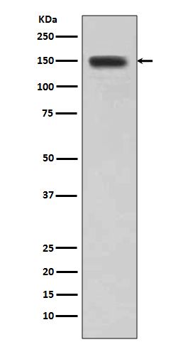 Rabbit monoclonal antibody