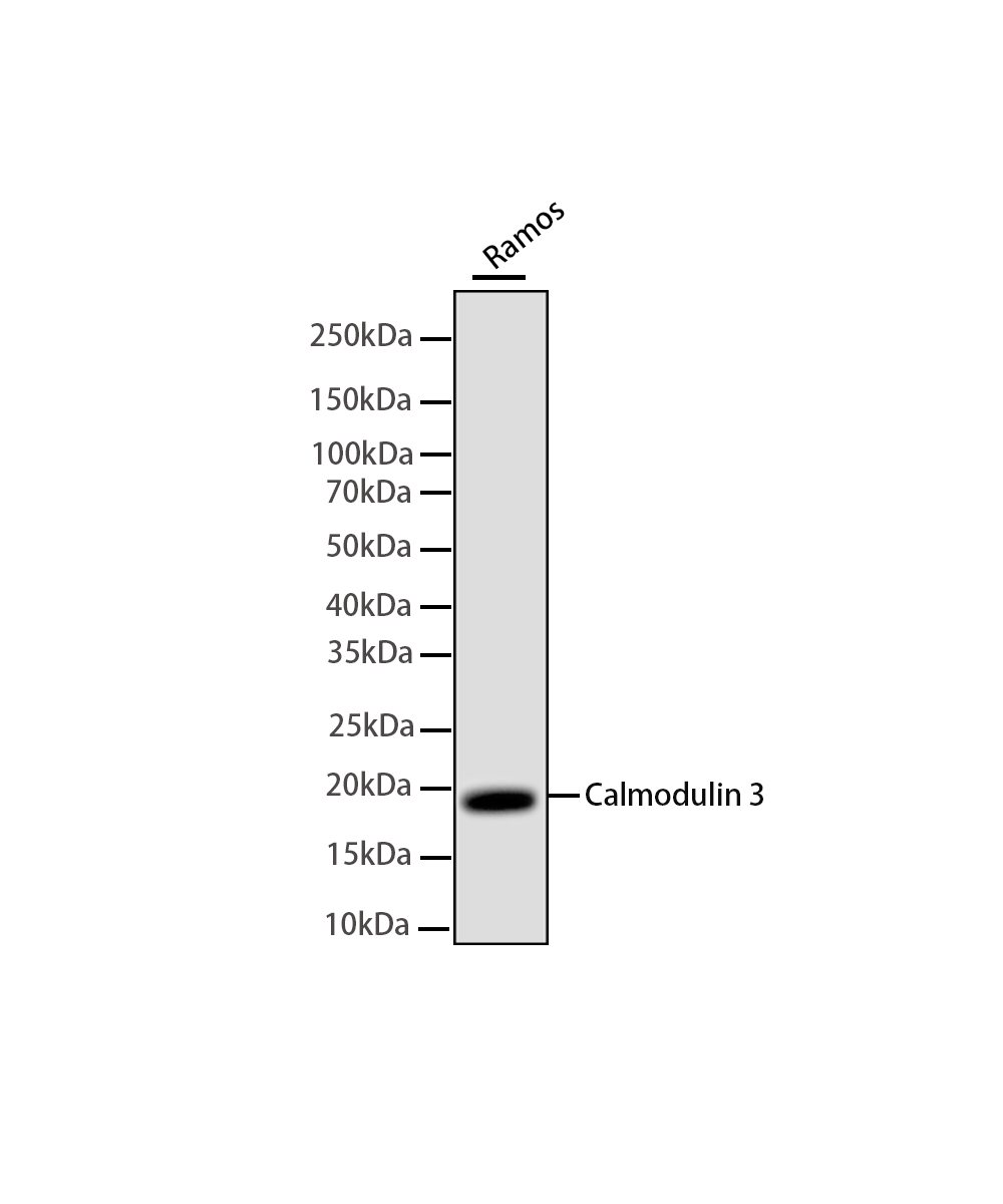 Rabbit monoclonal antibody