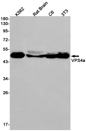 Rabbit monoclonal antibody