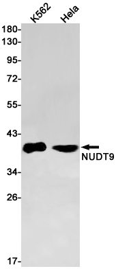 Rabbit monoclonal antibody