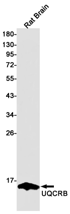 Rabbit monoclonal antibody