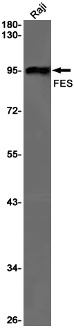 Rabbit monoclonal antibody