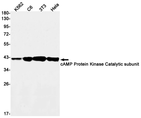 Rabbit monoclonal antibody