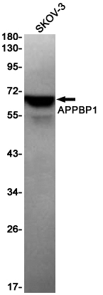 Rabbit monoclonal antibody