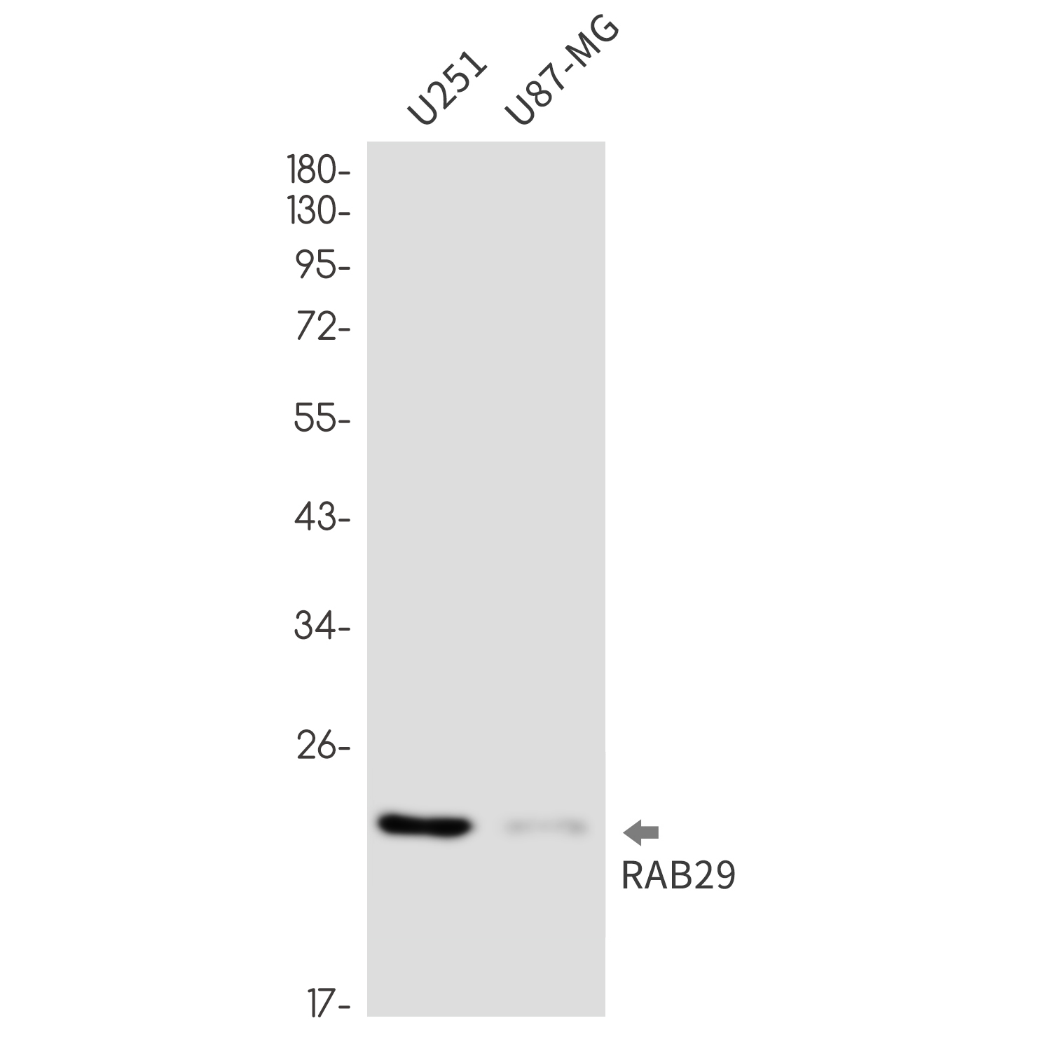 Rabbit monoclonal antibody