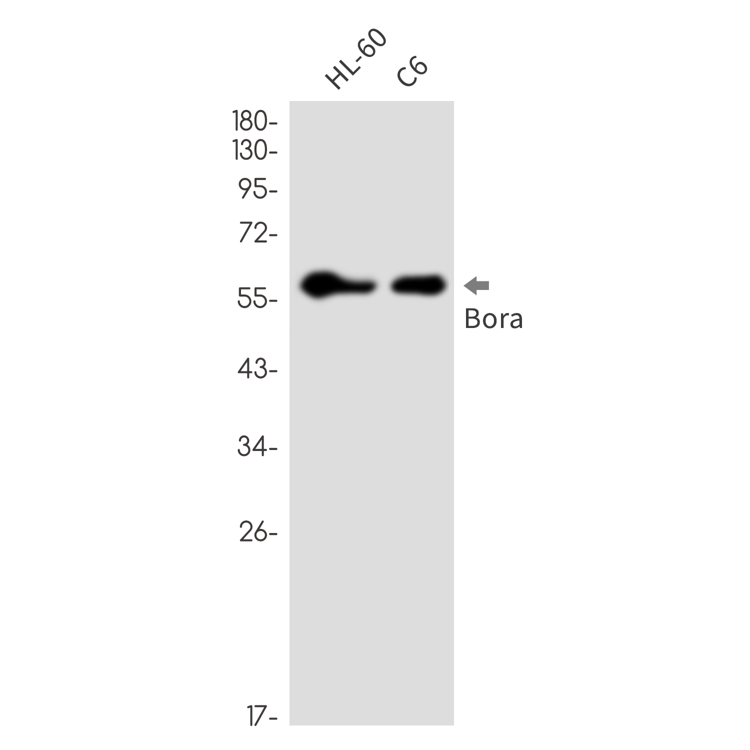 Rabbit monoclonal antibody