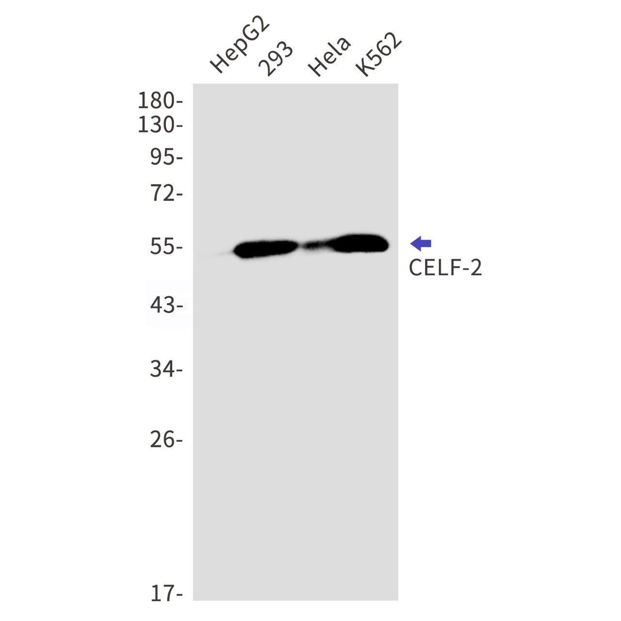 Rabbit monoclonal antibody