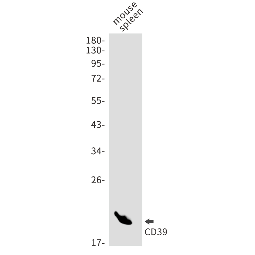 Rabbit monoclonal antibody