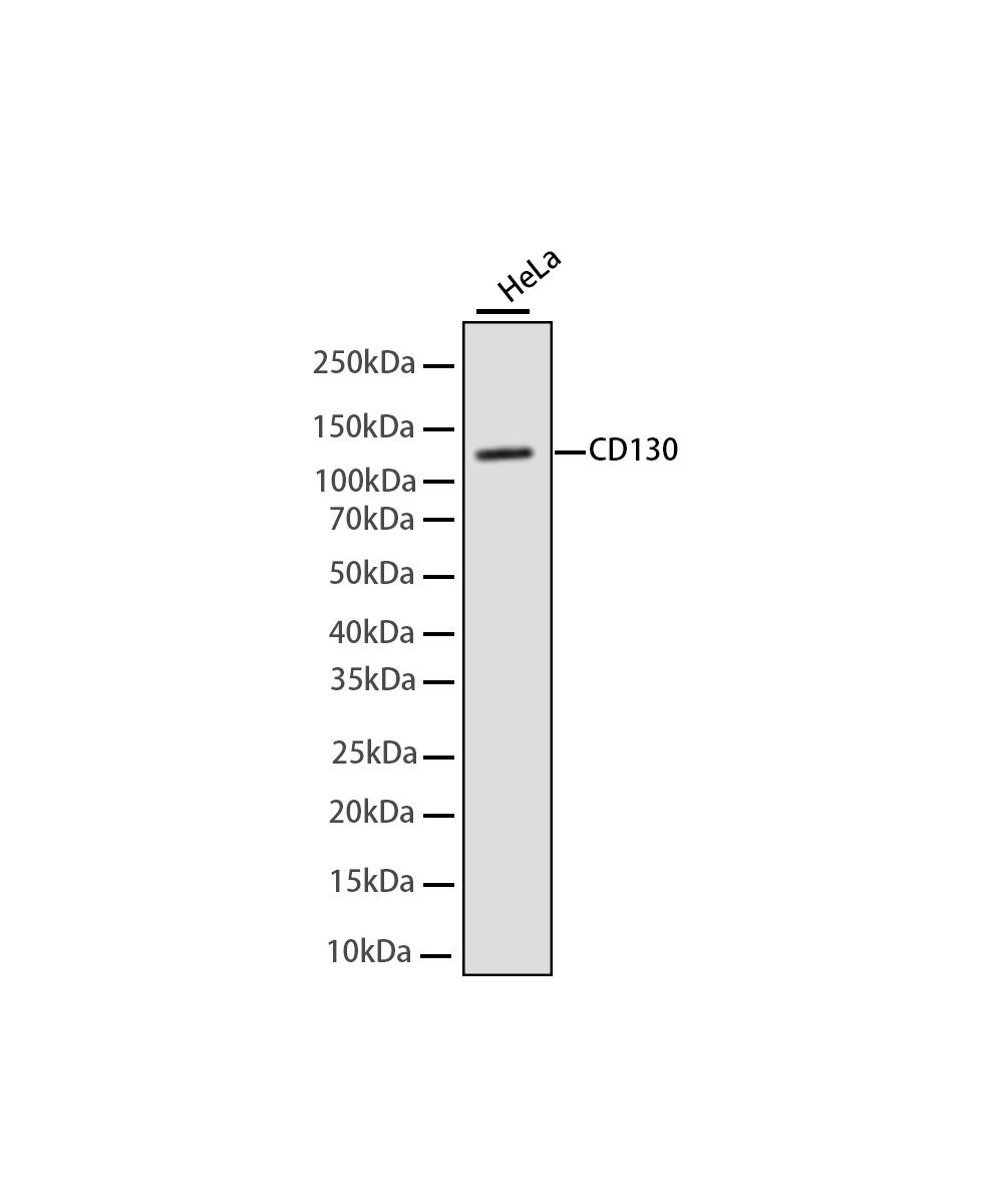 Rabbit monoclonal antibody