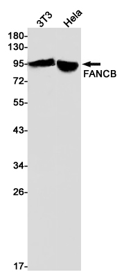 Rabbit monoclonal antibody