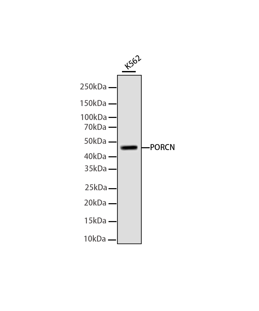 Rabbit monoclonal antibody