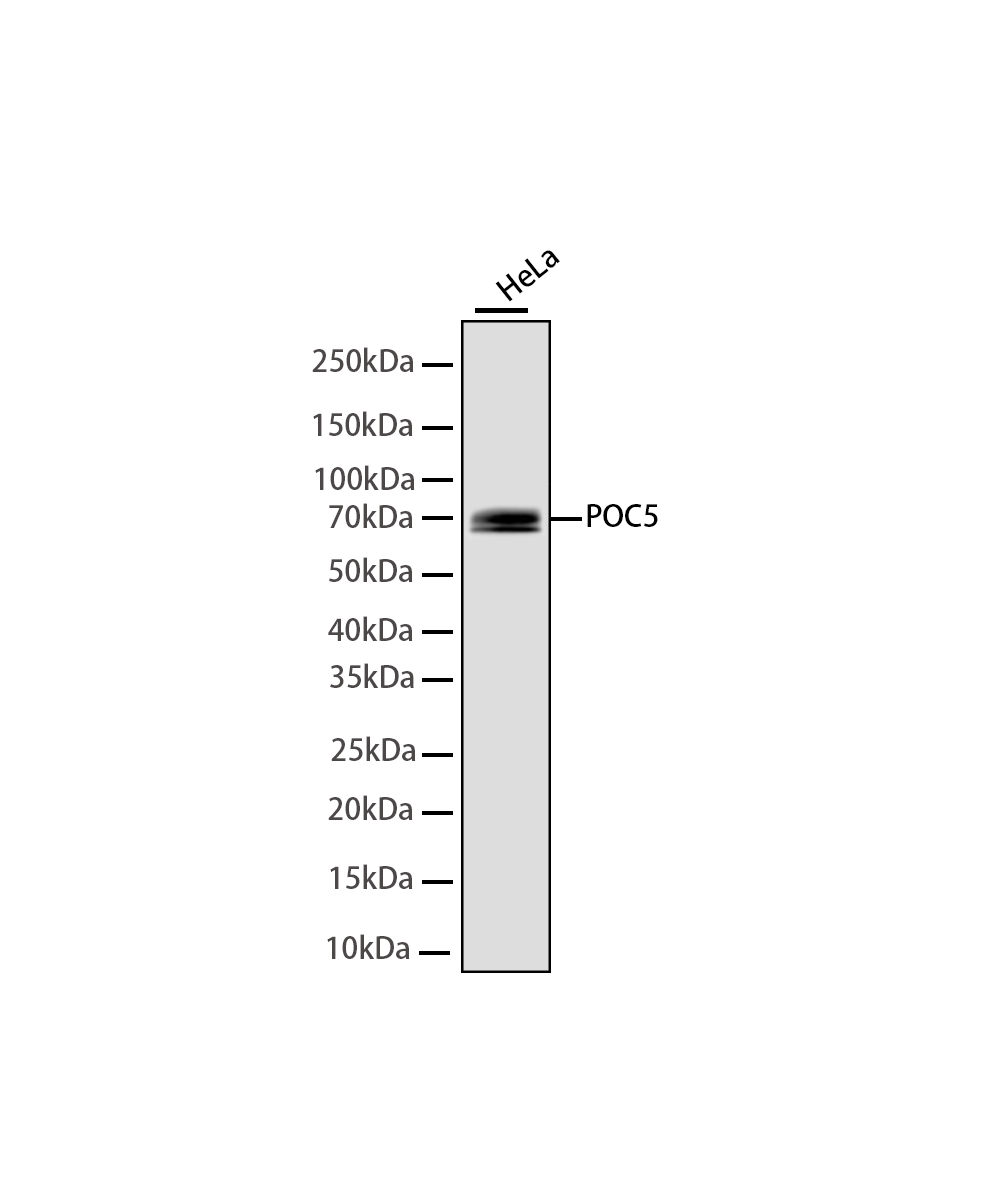 Rabbit monoclonal antibody