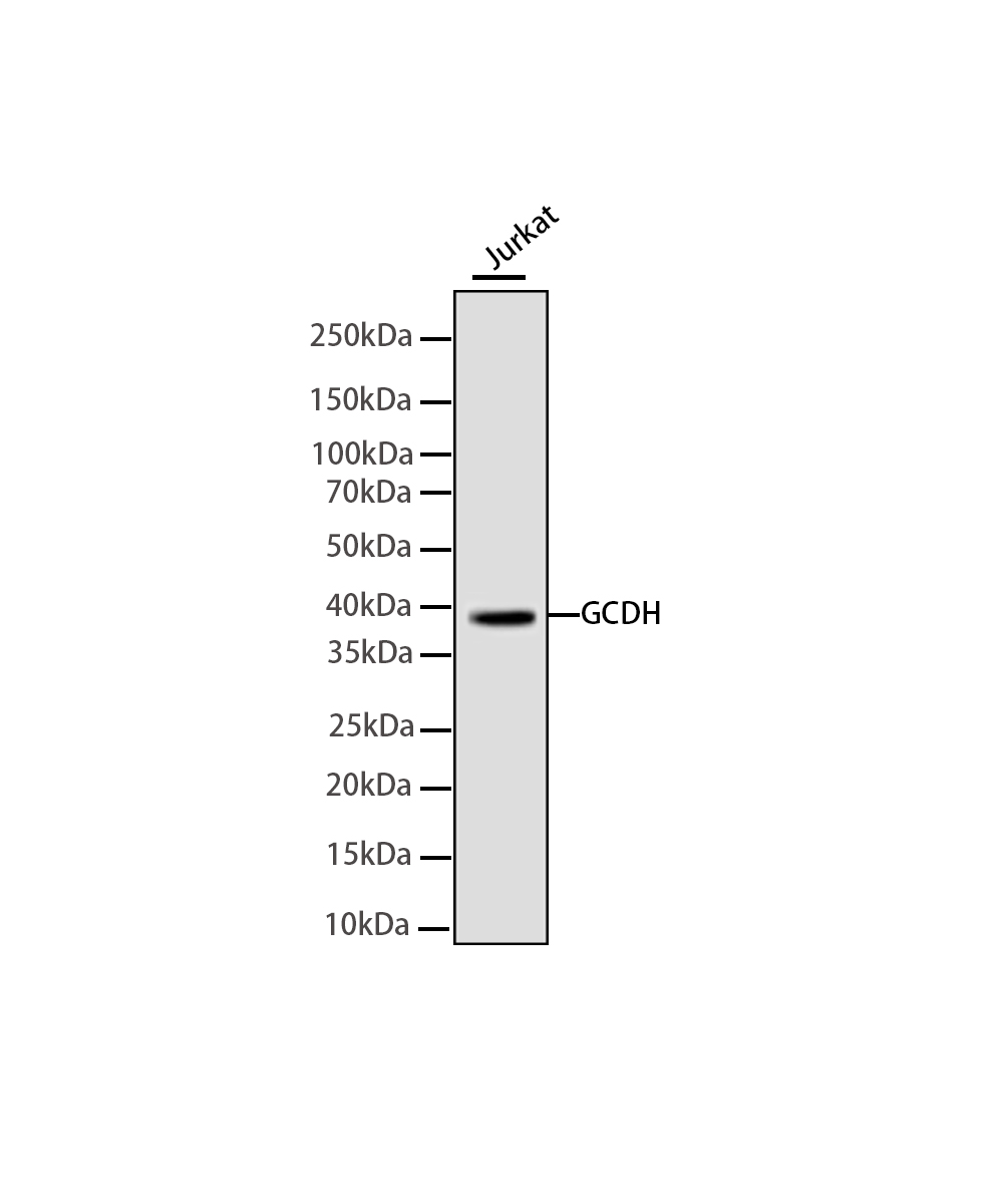 Rabbit monoclonal antibody