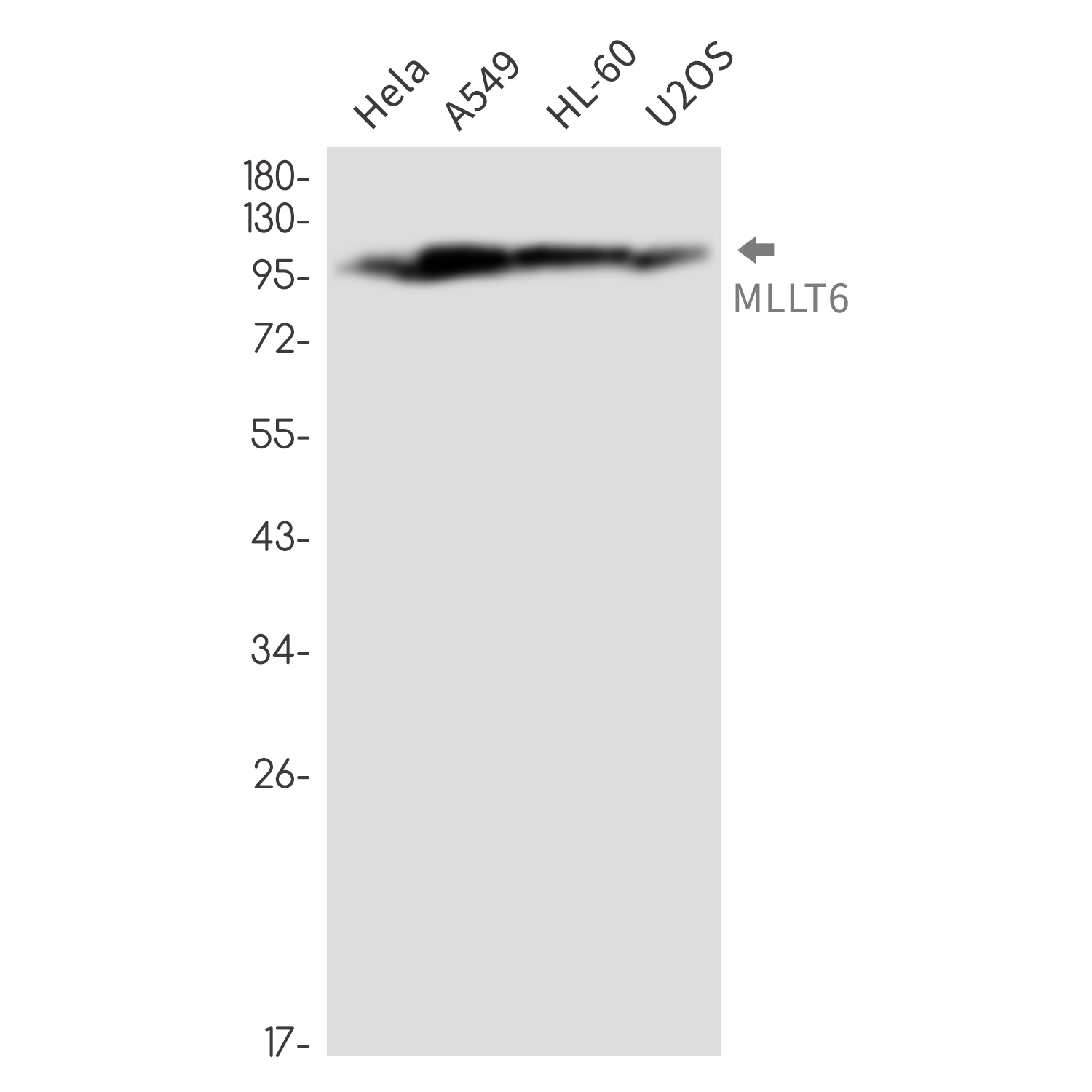 Rabbit monoclonal antibody
