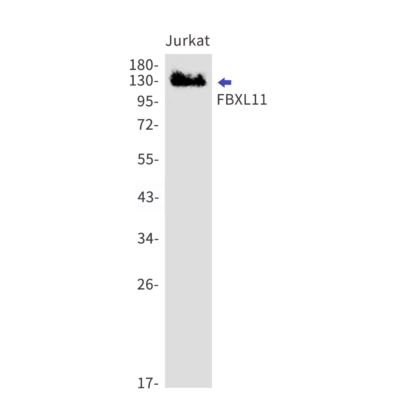 Rabbit monoclonal antibody