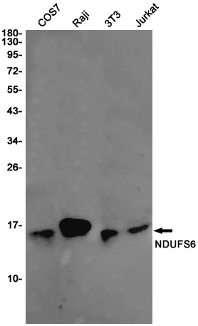 Rabbit monoclonal antibody