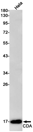 Rabbit monoclonal antibody