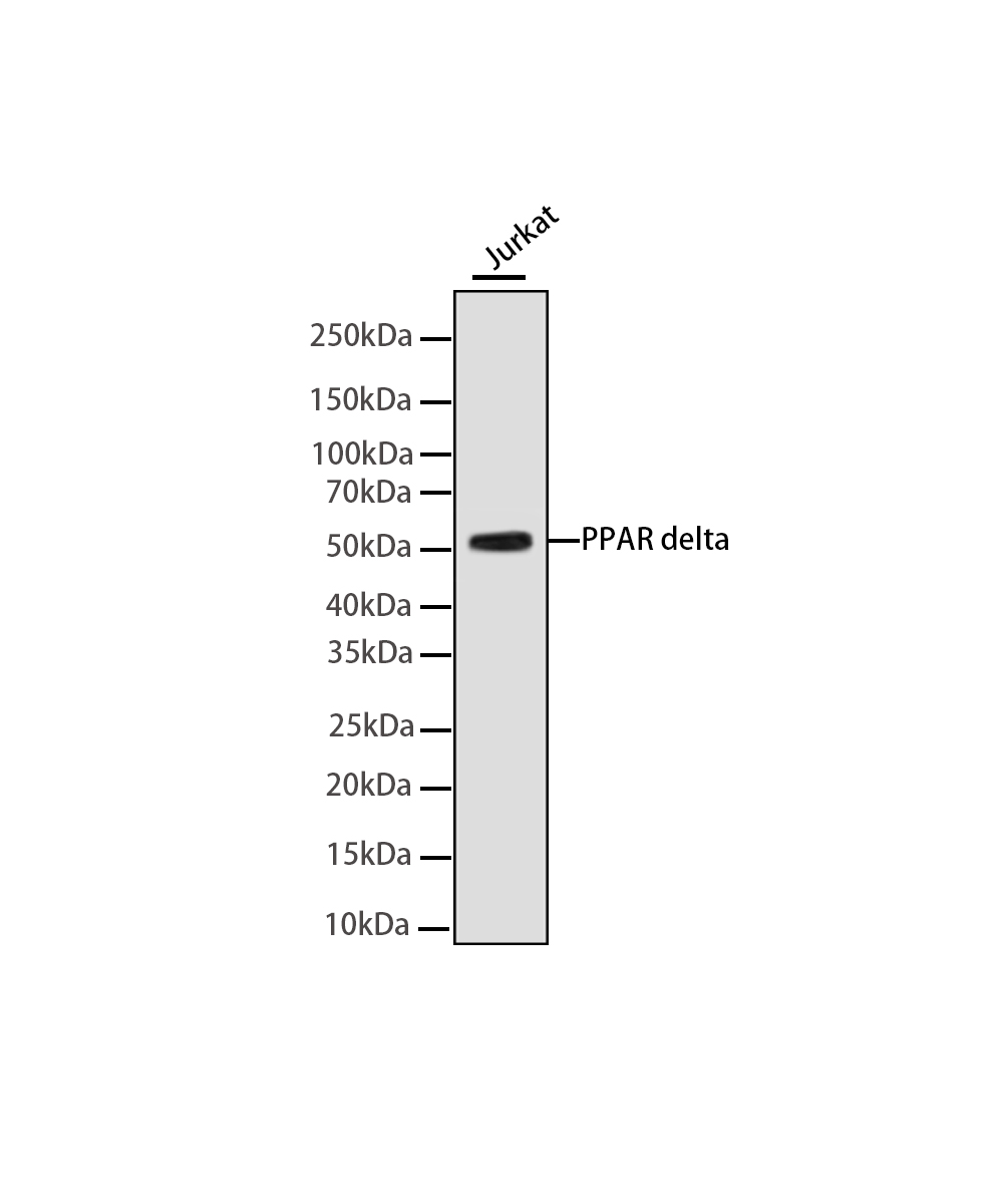 Rabbit monoclonal antibody