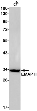 Rabbit monoclonal antibody