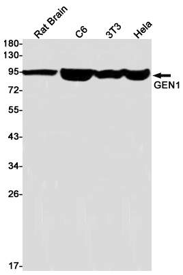 Rabbit monoclonal antibody