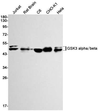 Rabbit monoclonal antibody