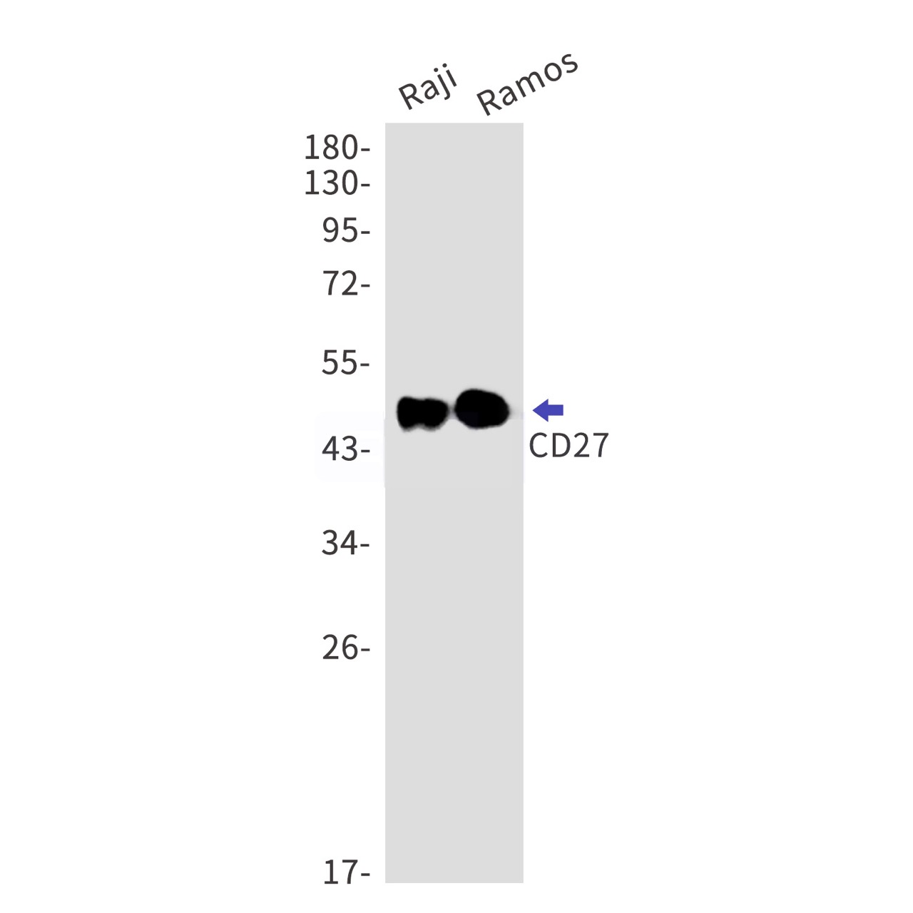 Rabbit monoclonal antibody