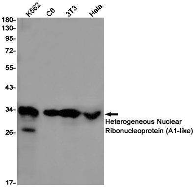 Rabbit monoclonal antibody