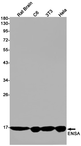 Rabbit monoclonal antibody