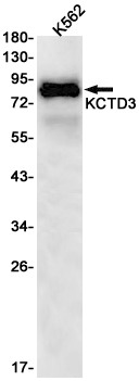 Rabbit monoclonal antibody