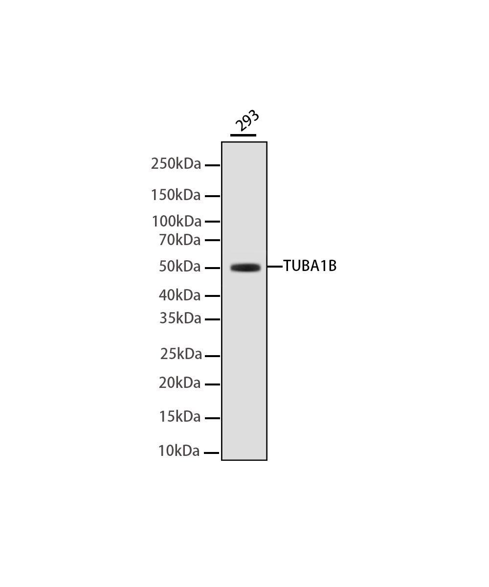 Rabbit monoclonal antibody
