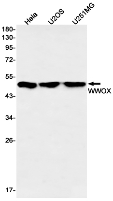 Rabbit monoclonal antibody