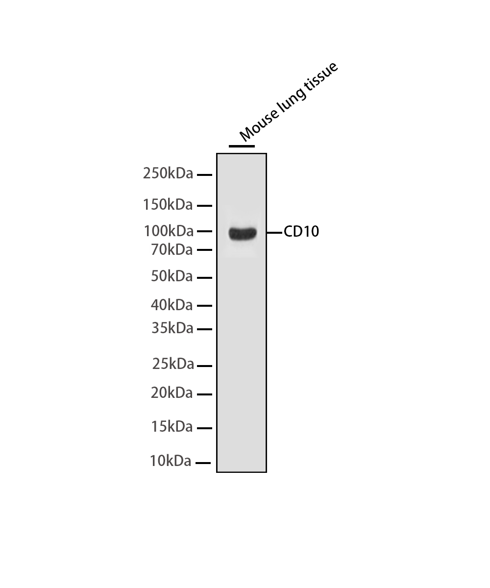 Rabbit monoclonal antibody