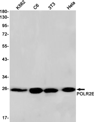 Rabbit monoclonal antibody