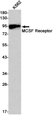 Rabbit monoclonal antibody