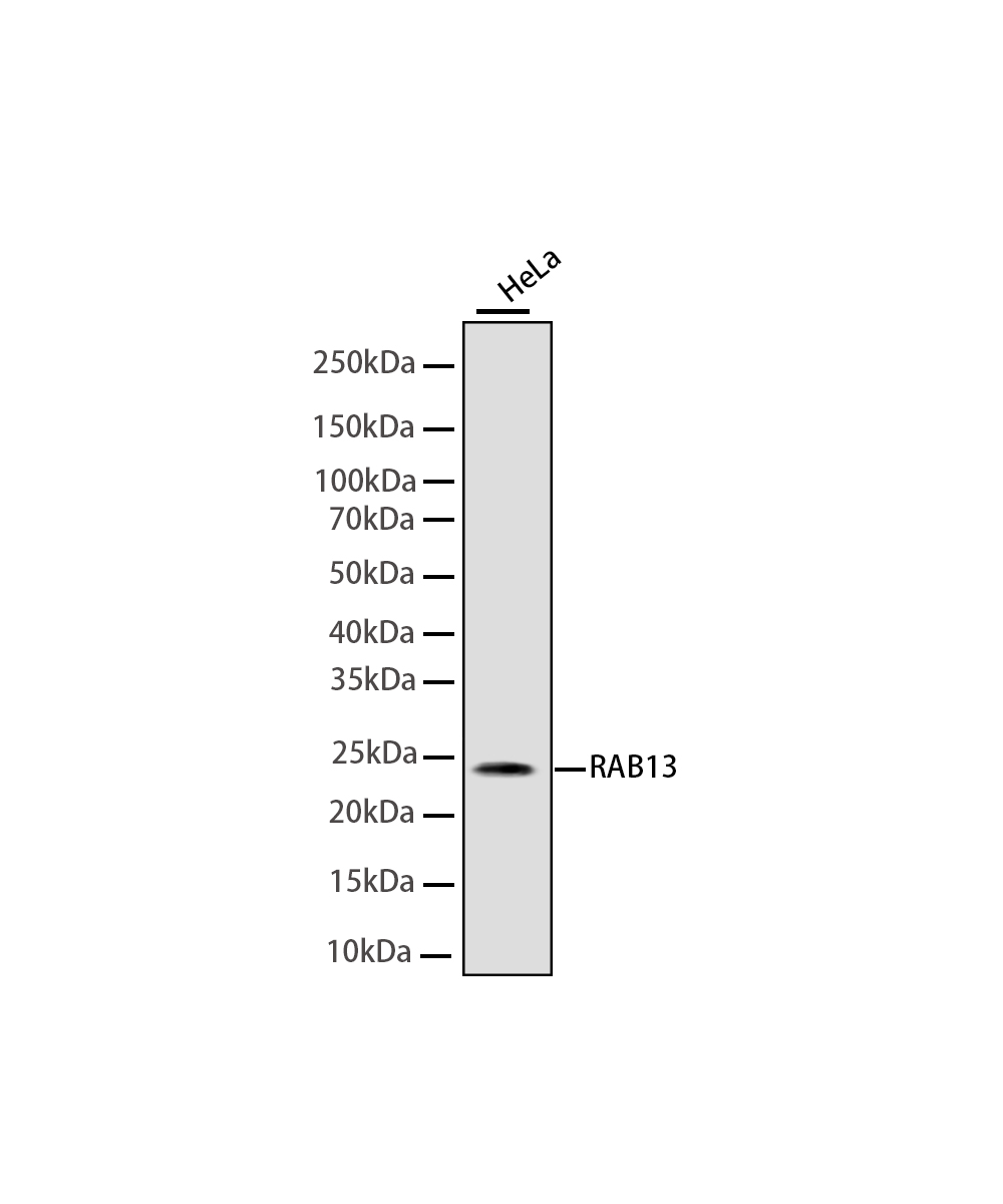 Rabbit monoclonal antibody