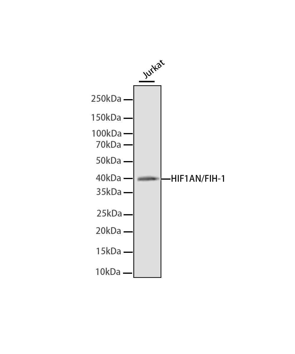 Rabbit monoclonal antibody