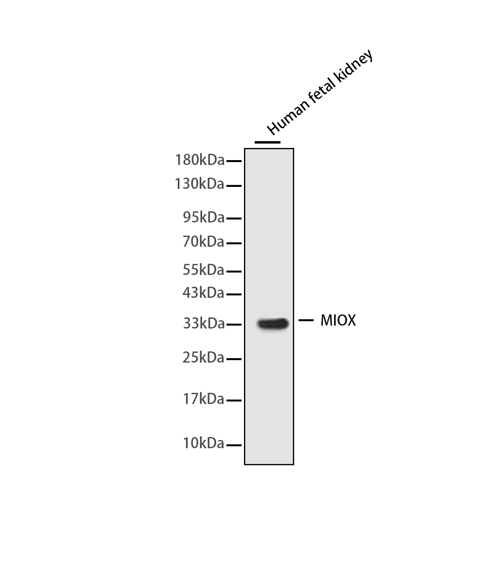 Rabbit monoclonal antibody