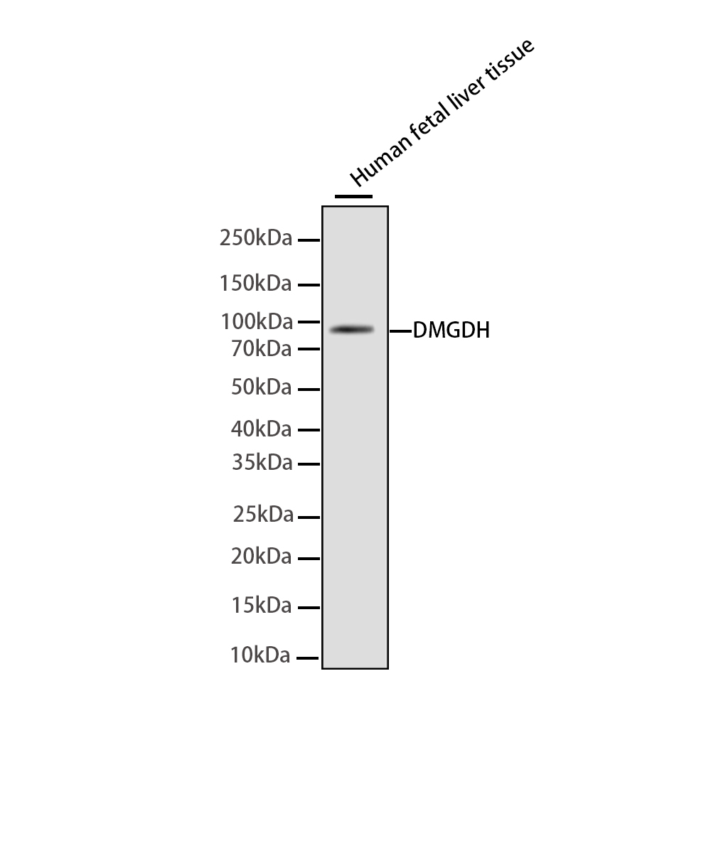 Rabbit monoclonal antibody