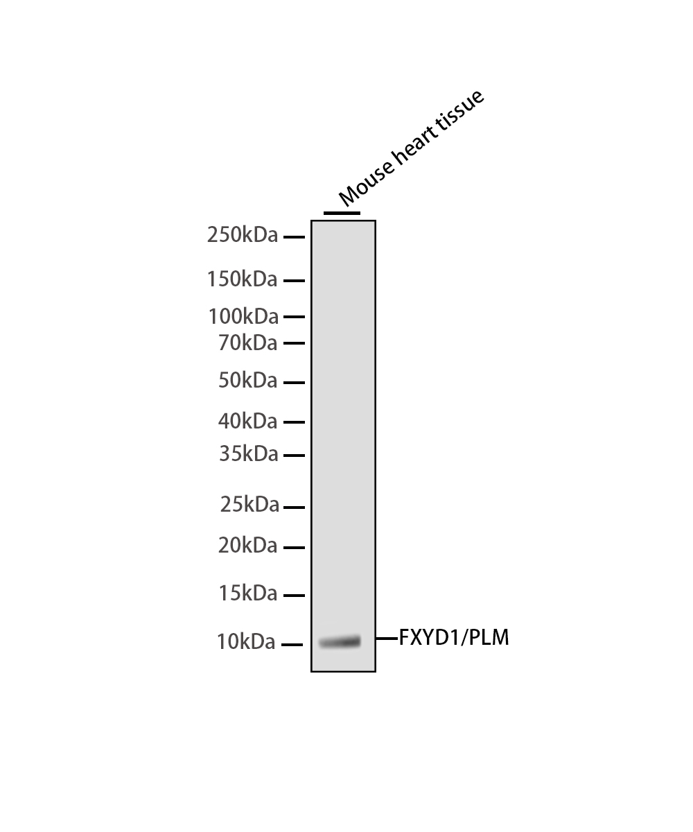 Rabbit monoclonal antibody